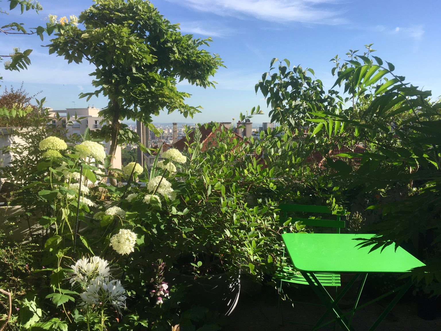 terrasse-nord-paysagiste paris -hortensia-charme-chevrefeuille-fragrantissima-juliette-blondelle