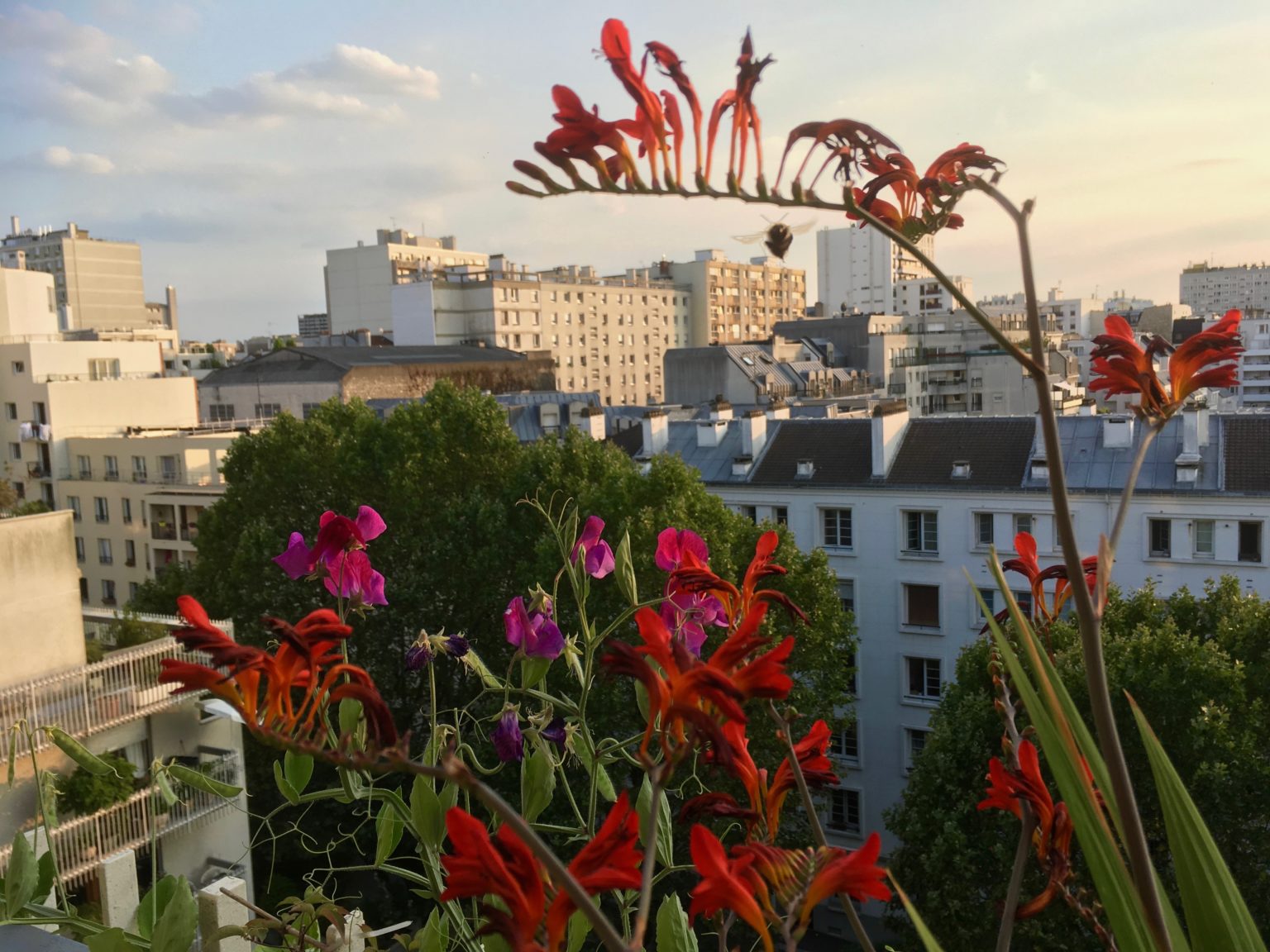 balcon fleuri soleil