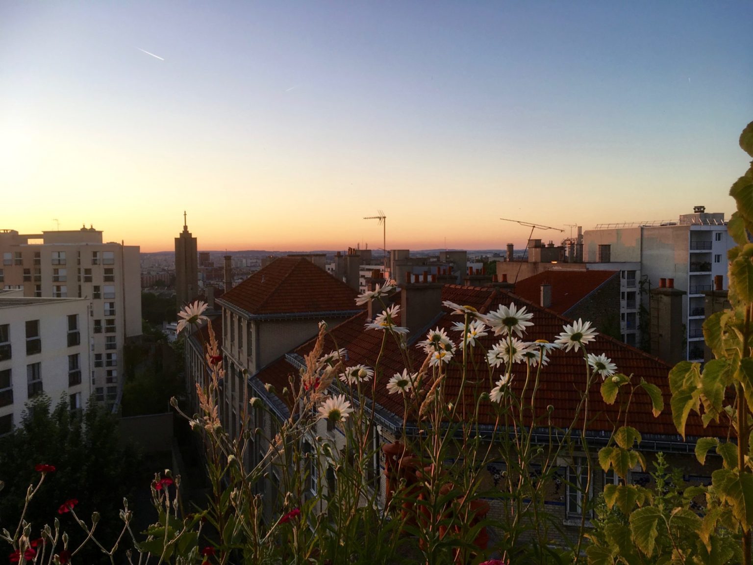 Paris-terrasse-nord-marguerites-coquelourdes