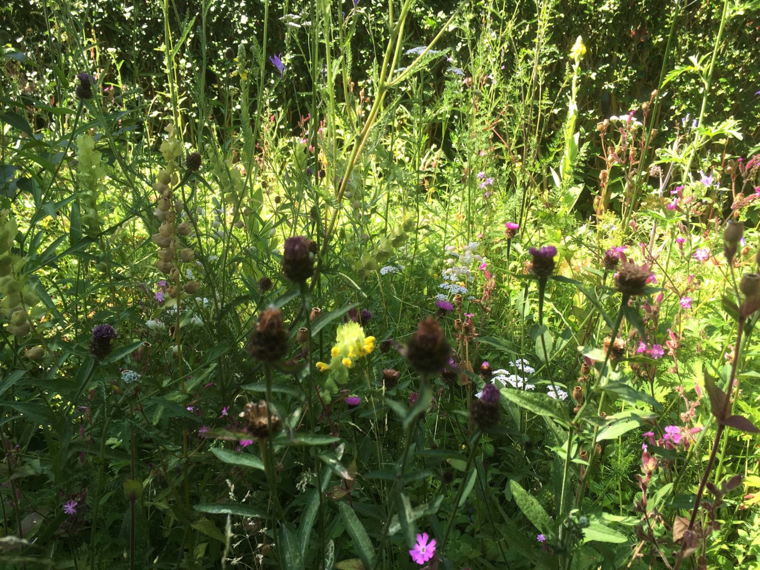 Lezennes-prairie-creation-jardin-juliette-blondelle