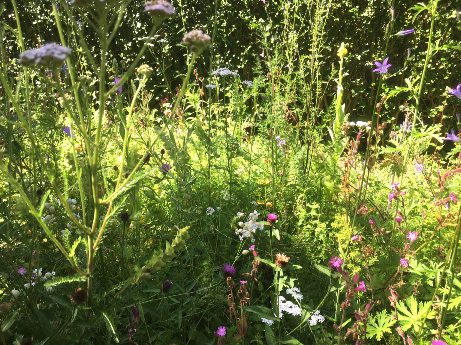 Lezennes-prairie-creation-jardin-juliette-blondelle