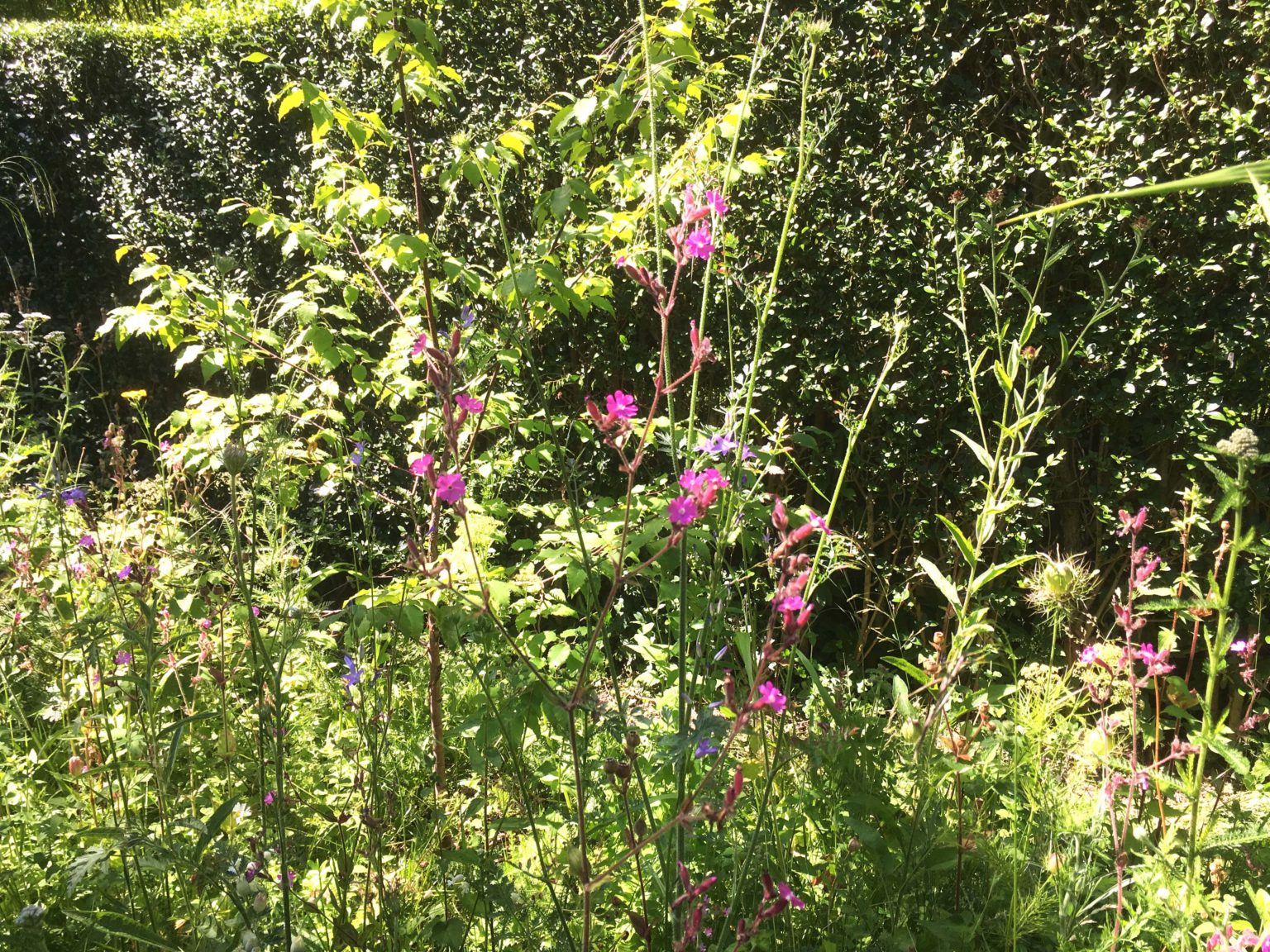 prairie jardin urbain