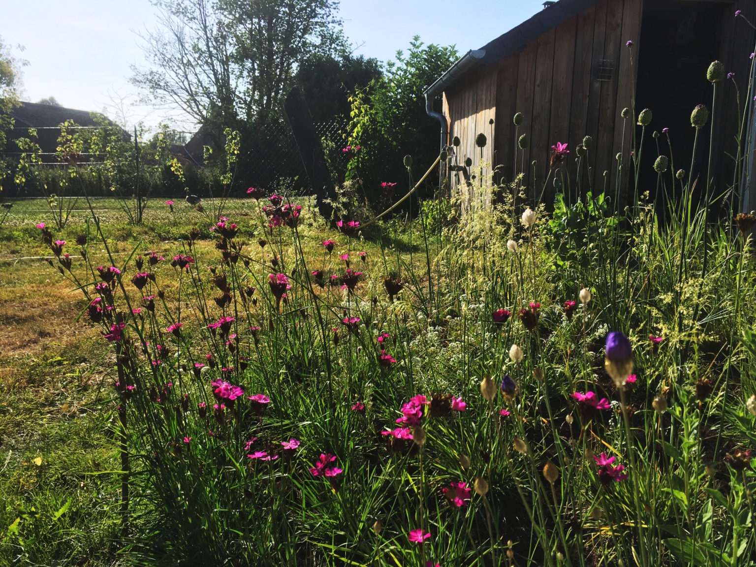 baie de Somme paysagiste jardin-oeillet-des-chartreux