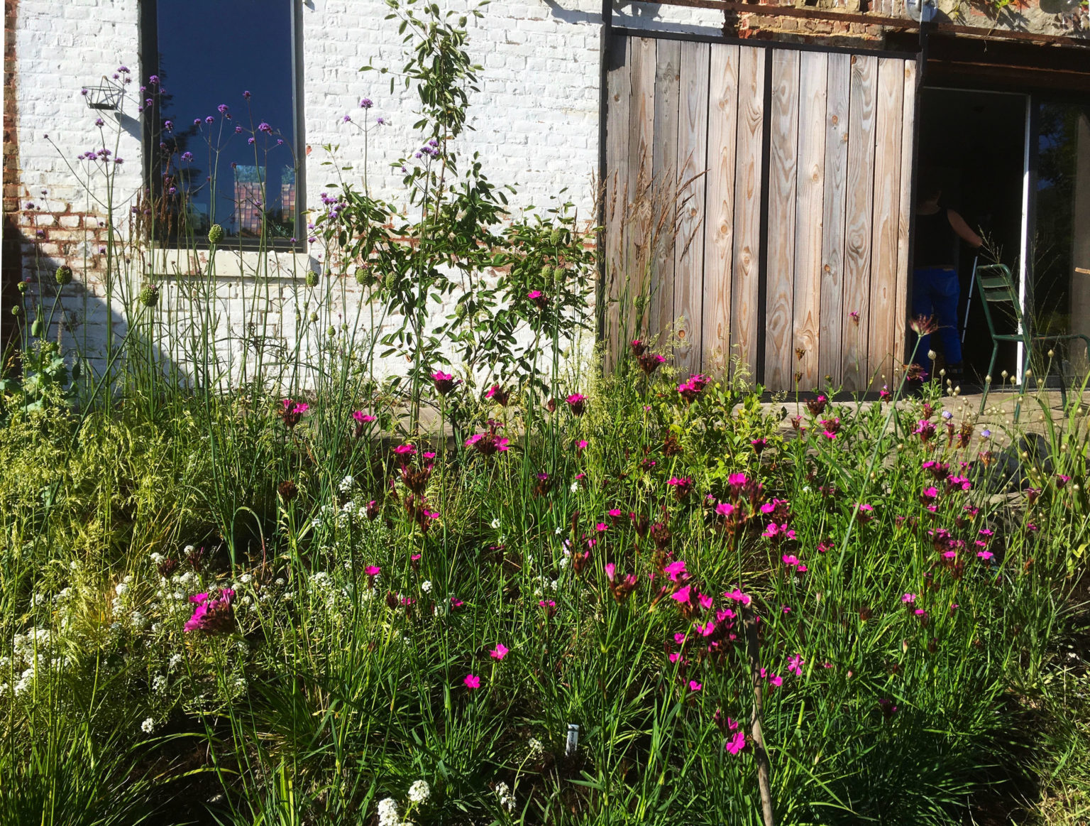 jardin-Nolette-Baie-de-somme-création-vivaces-sauvage-oeillet-des-chartreux-juliette-blondelle