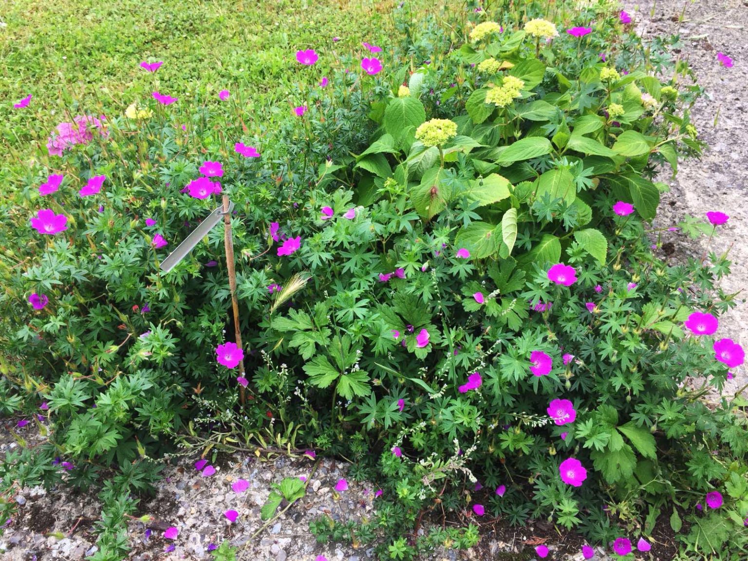 Nolette-geranium-sanguineum