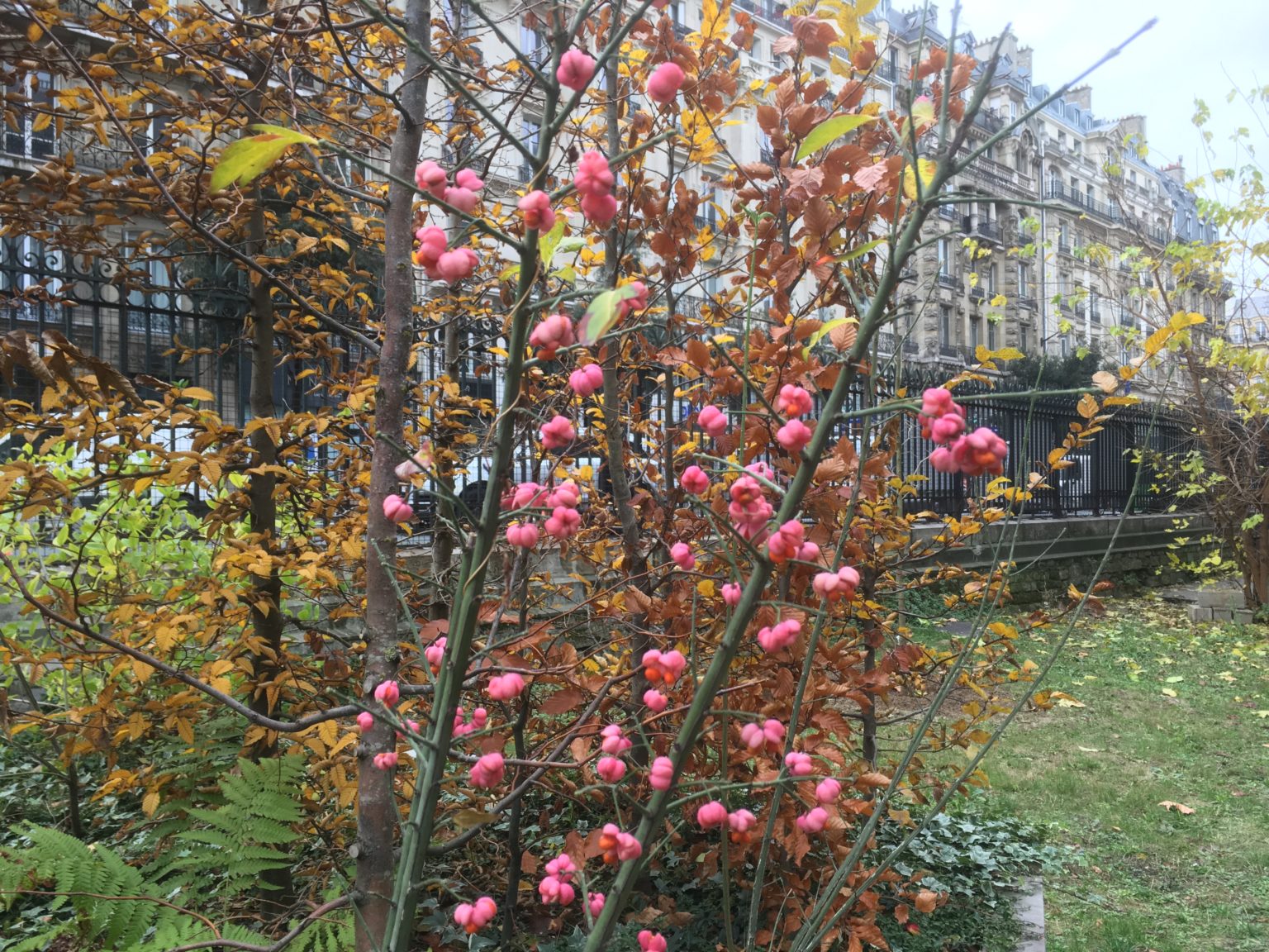 micro forêt Paris Juliette Blondelle