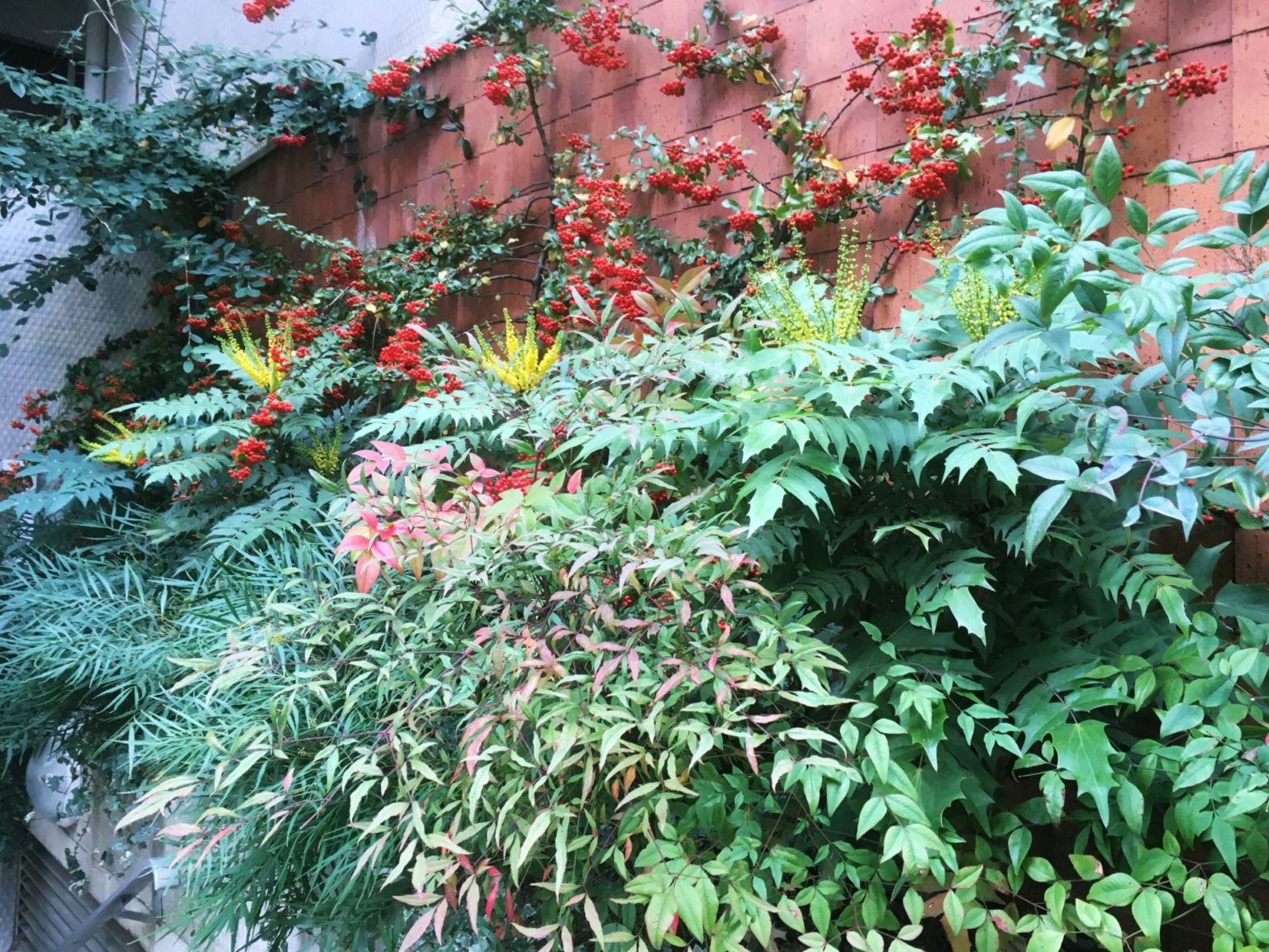 Paris-romainville-immeuble-pyracantha-mahonias