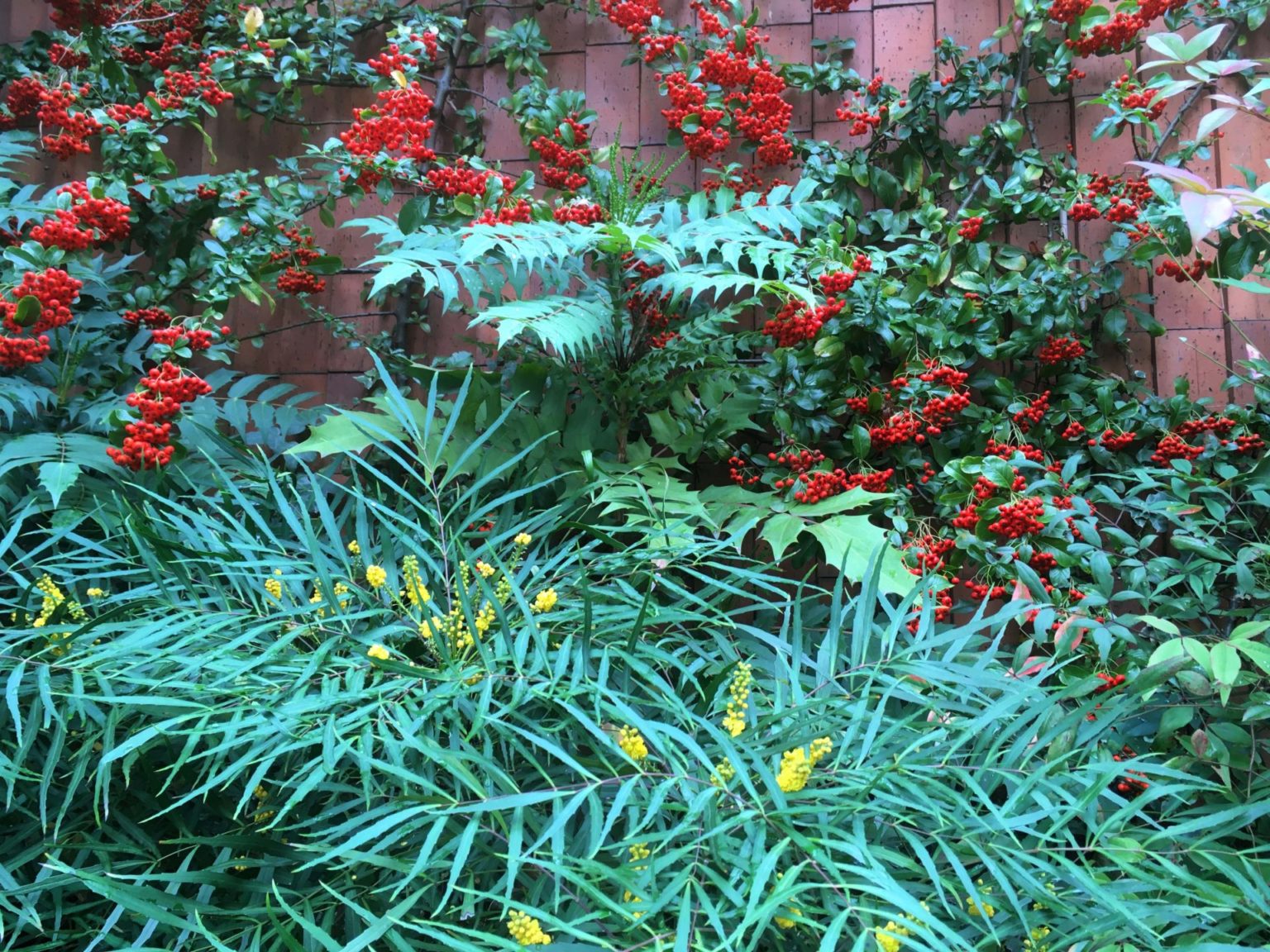 Paris-romainville-immeuble-pyracantha-mahonias