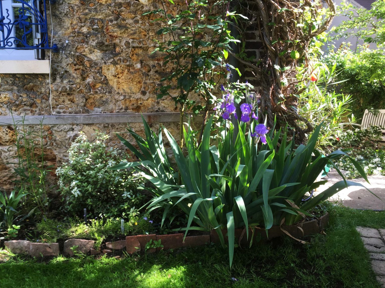 Clamart-jardin-sud-juliette-blondelle-olivier-bordure-vivaces-bleues-iris-phlox