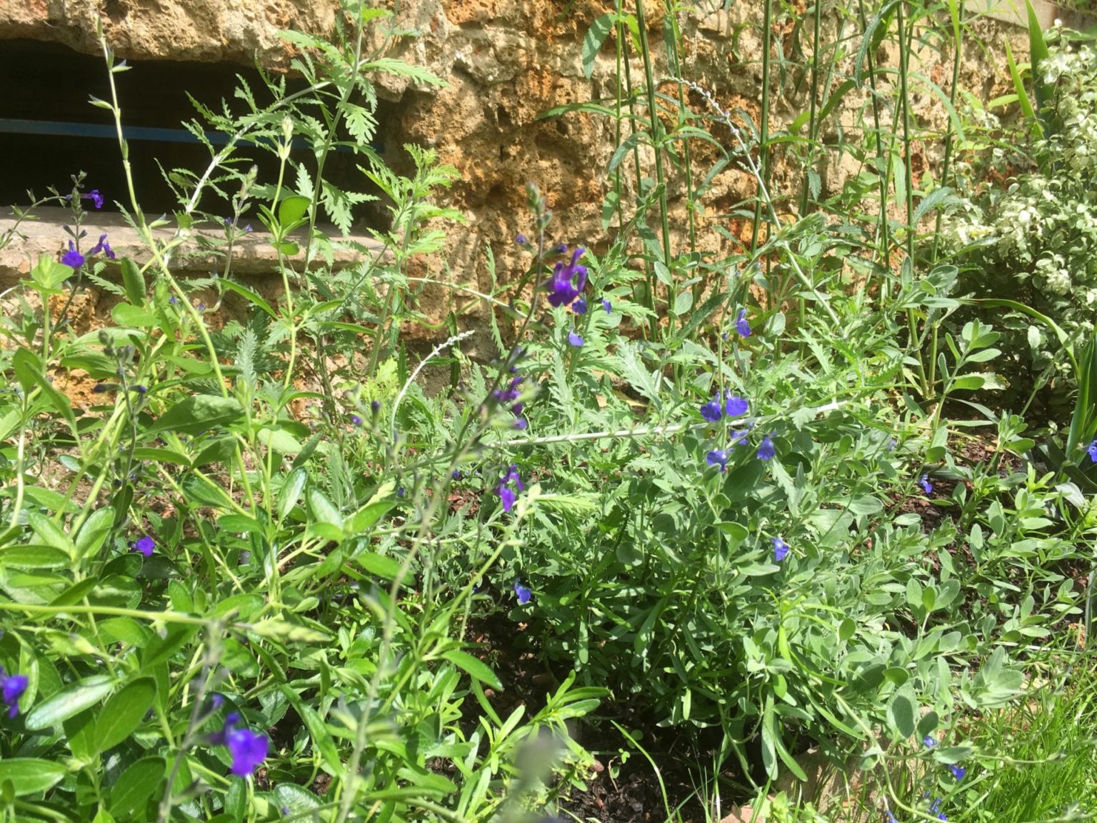 Clamart-jardin-sud-juliette-blondelle-olivier-bordure-vivaces-bleues-sauges