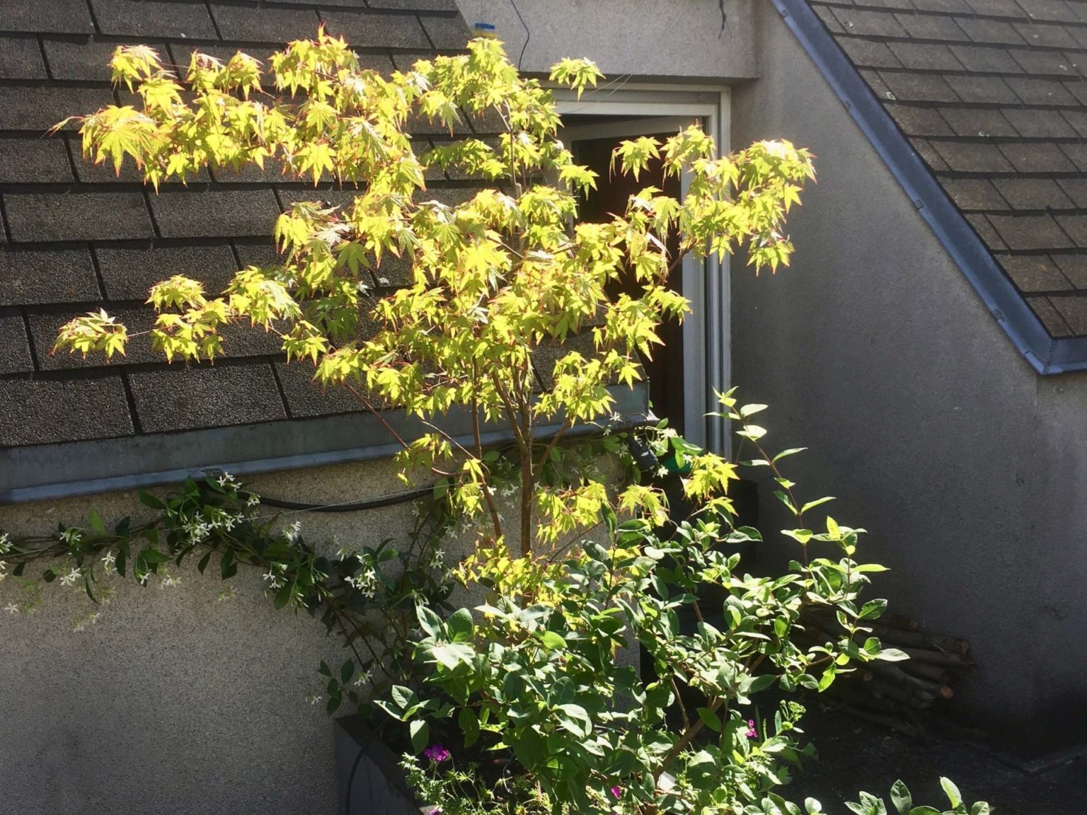 Paris-romainville-terrasse9