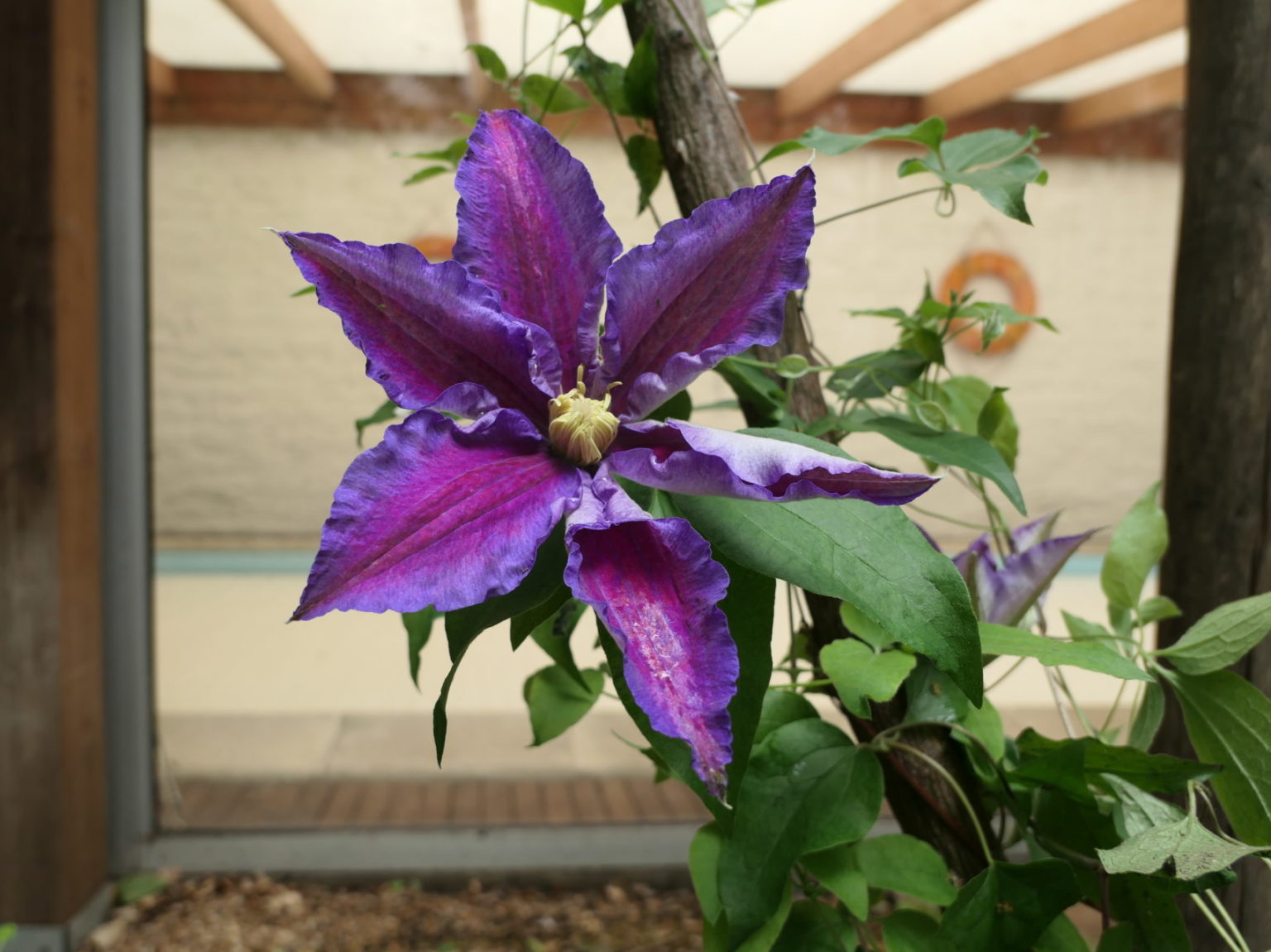 Une clématite dans les rosiers grimpants