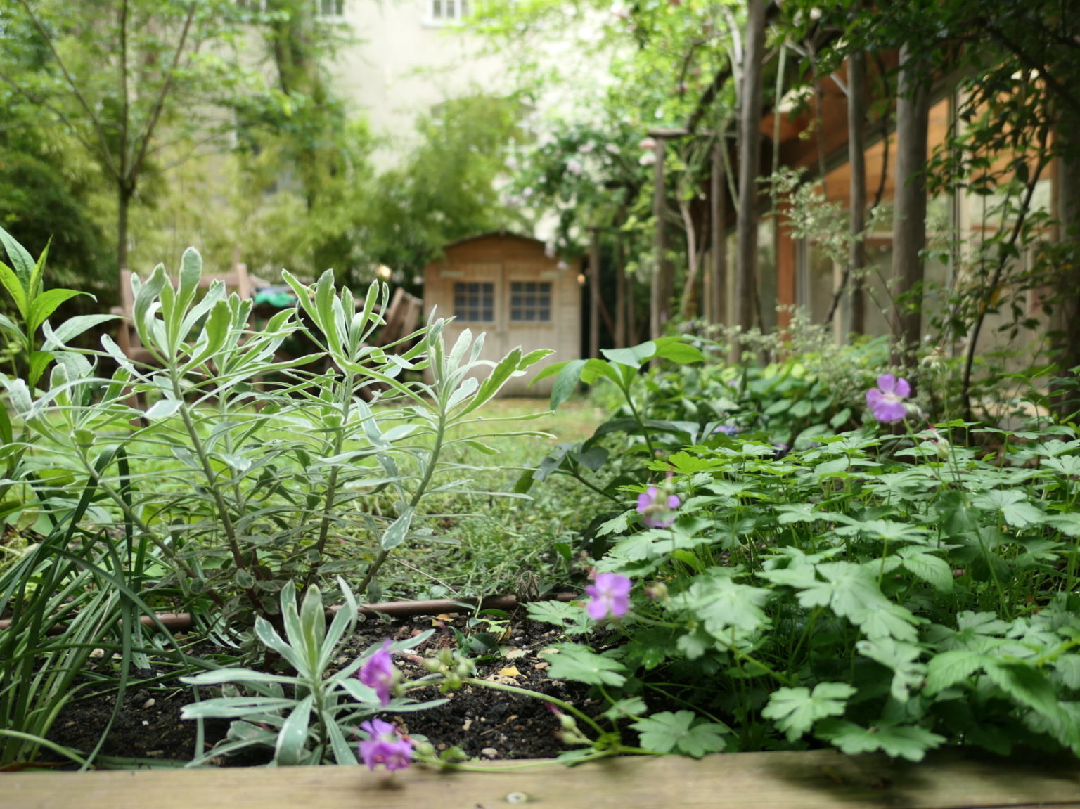 euphorbe, geraniums