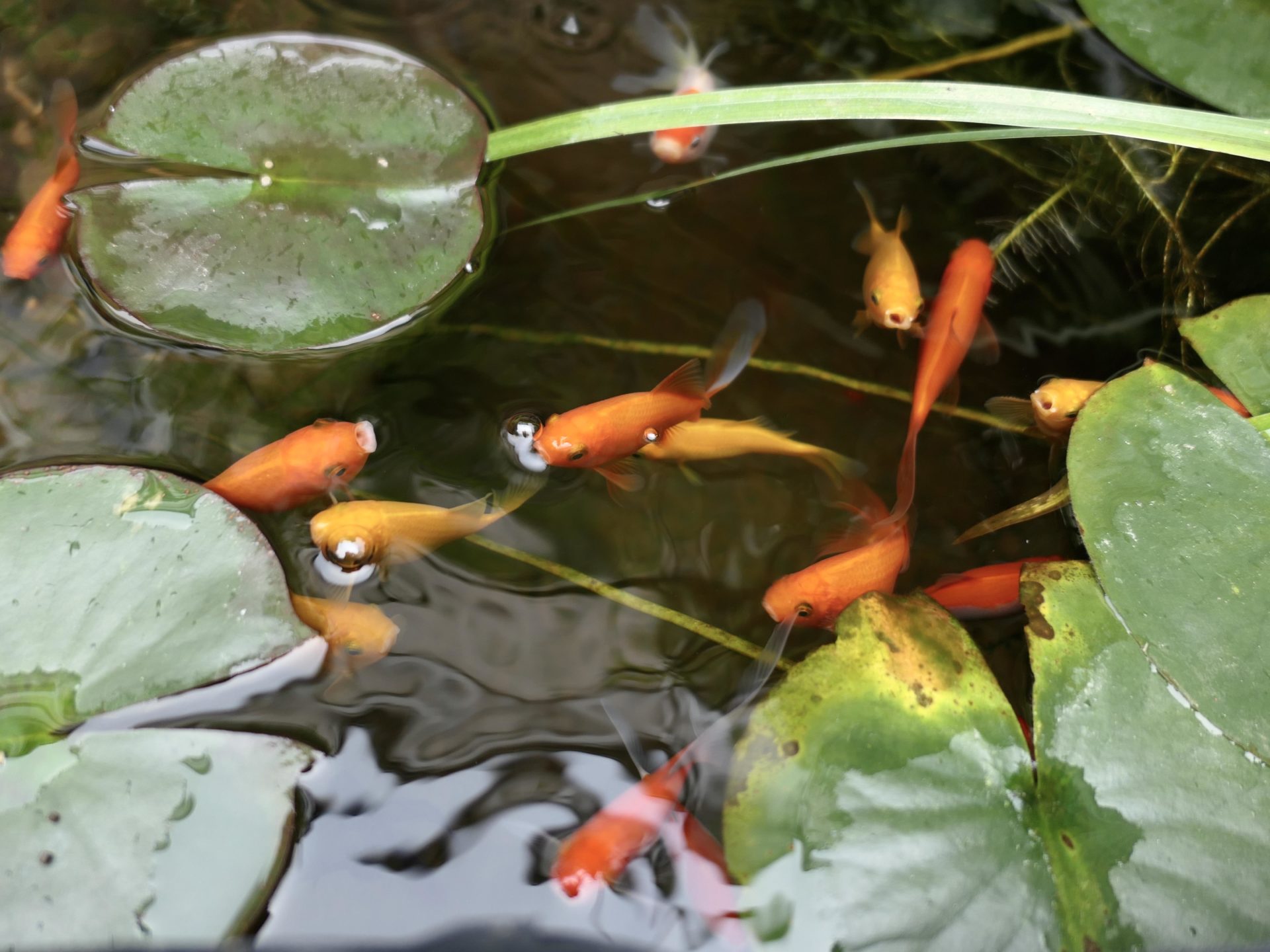 des poissons dans un bassin pour un potager en aqua-once