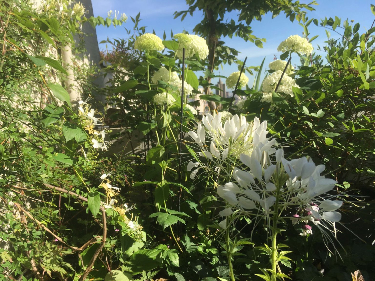 Terrasse Paris, floraisons blanches