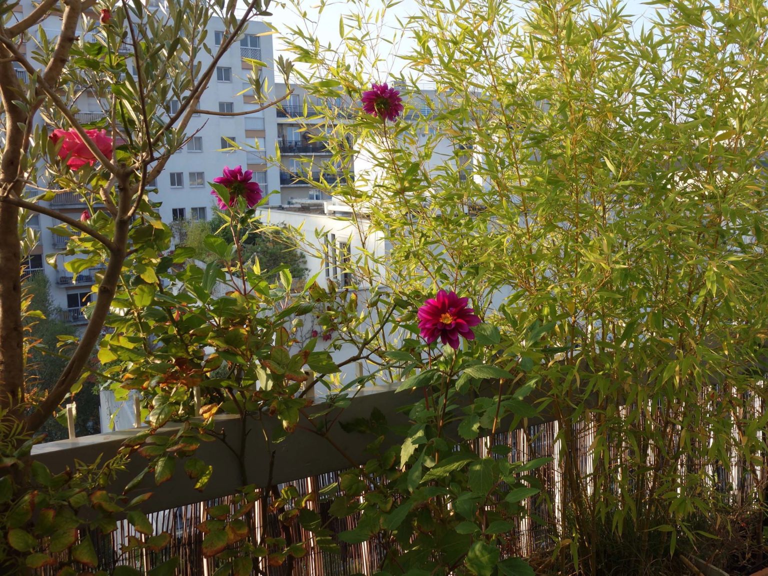 Dahlia en bac avec bambous sur balcon soleil