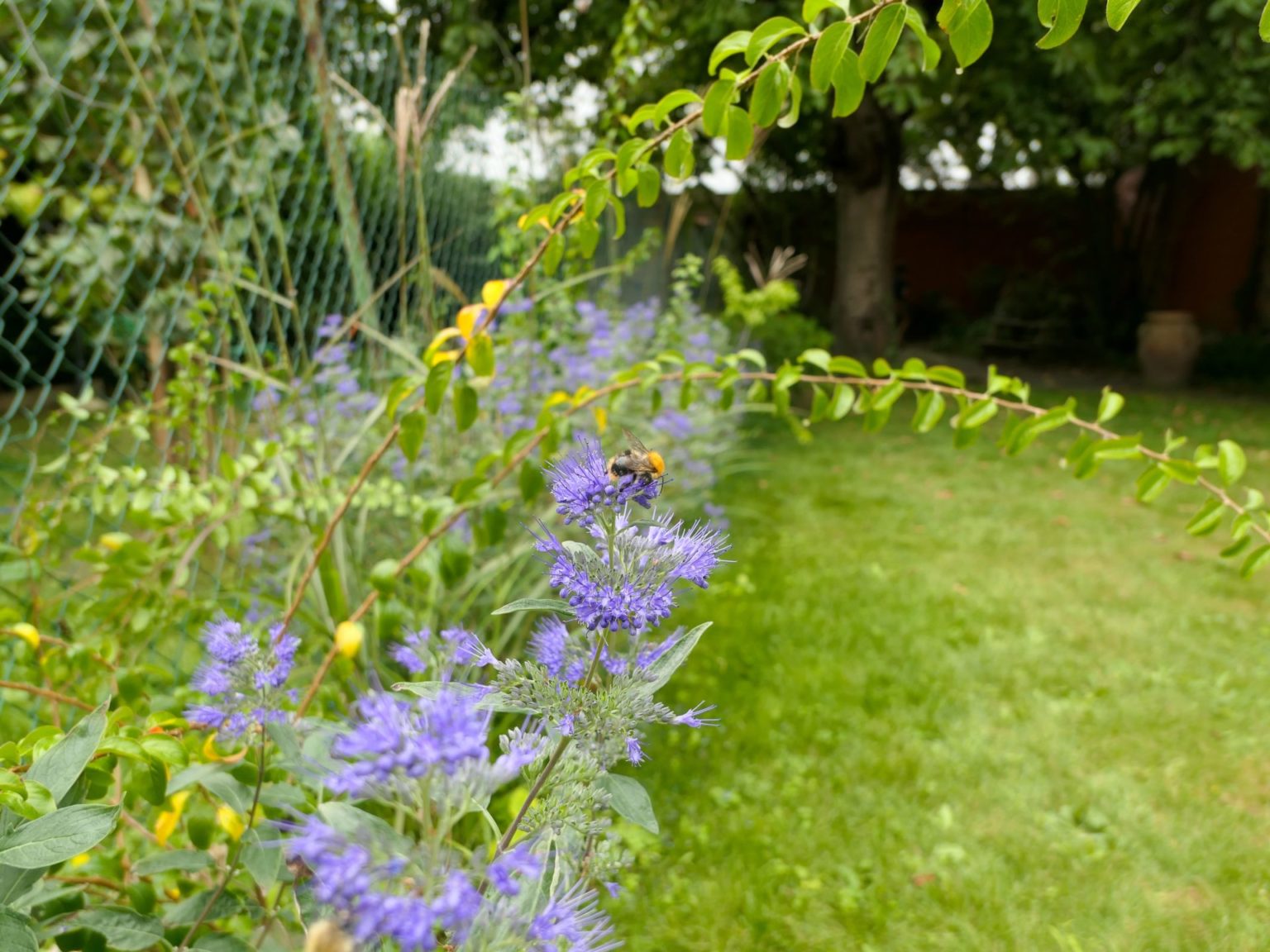 butineuse sur fleur bleue