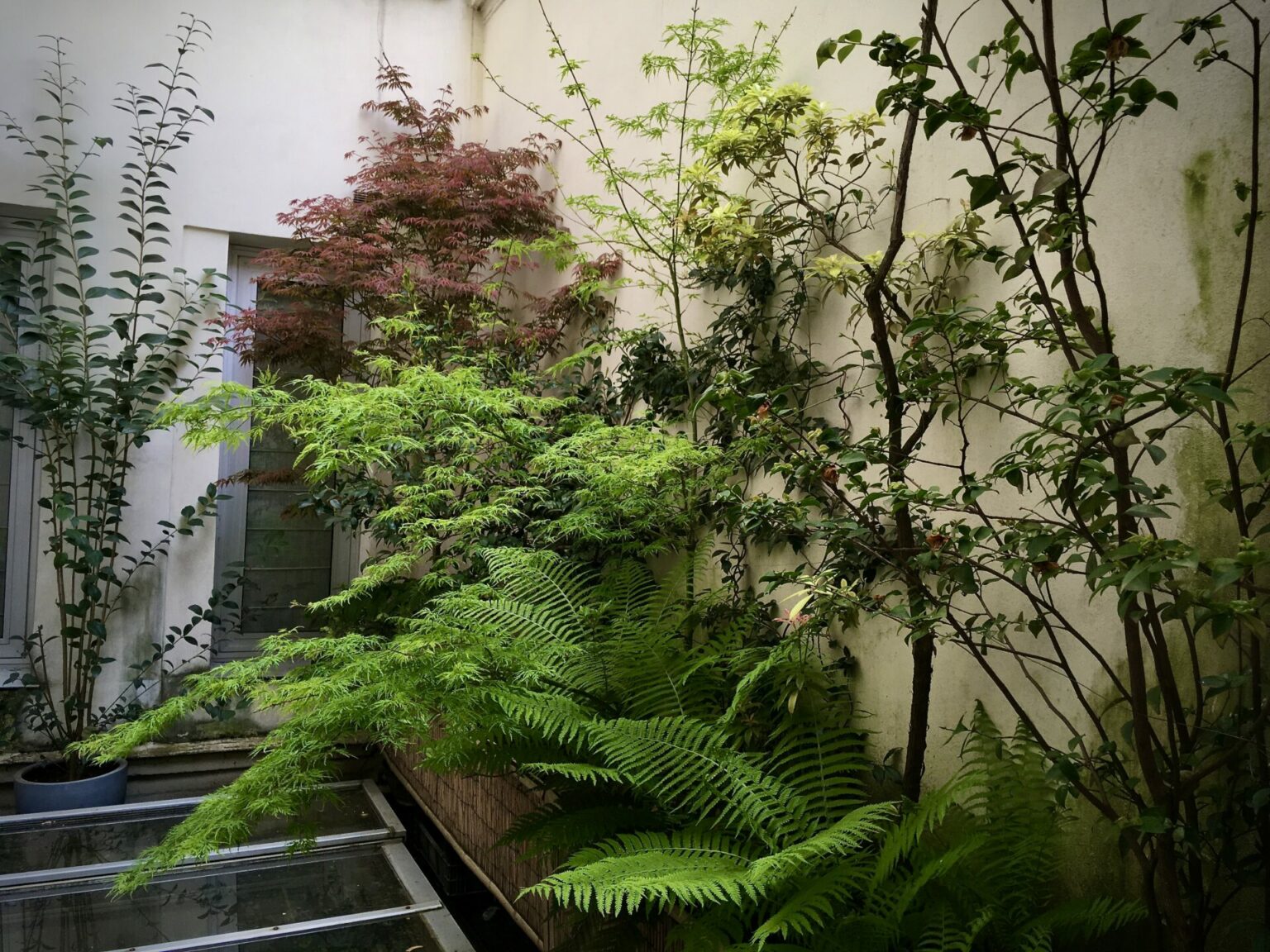 Jardin cour ombre Paris idées