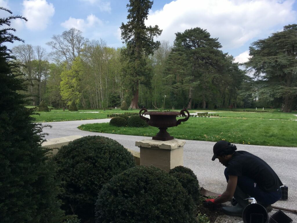 Plantation des topiaires pour le perron