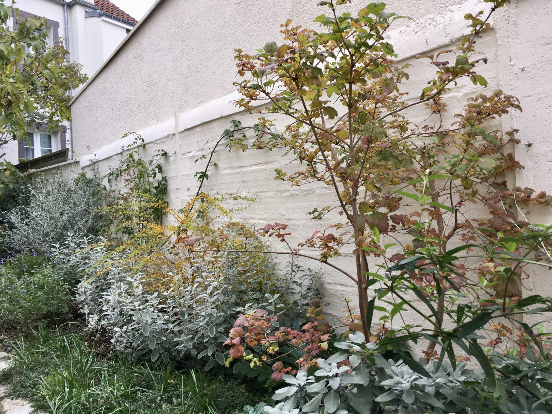 massif avec viorne boule de neige, senecio, lespedezza