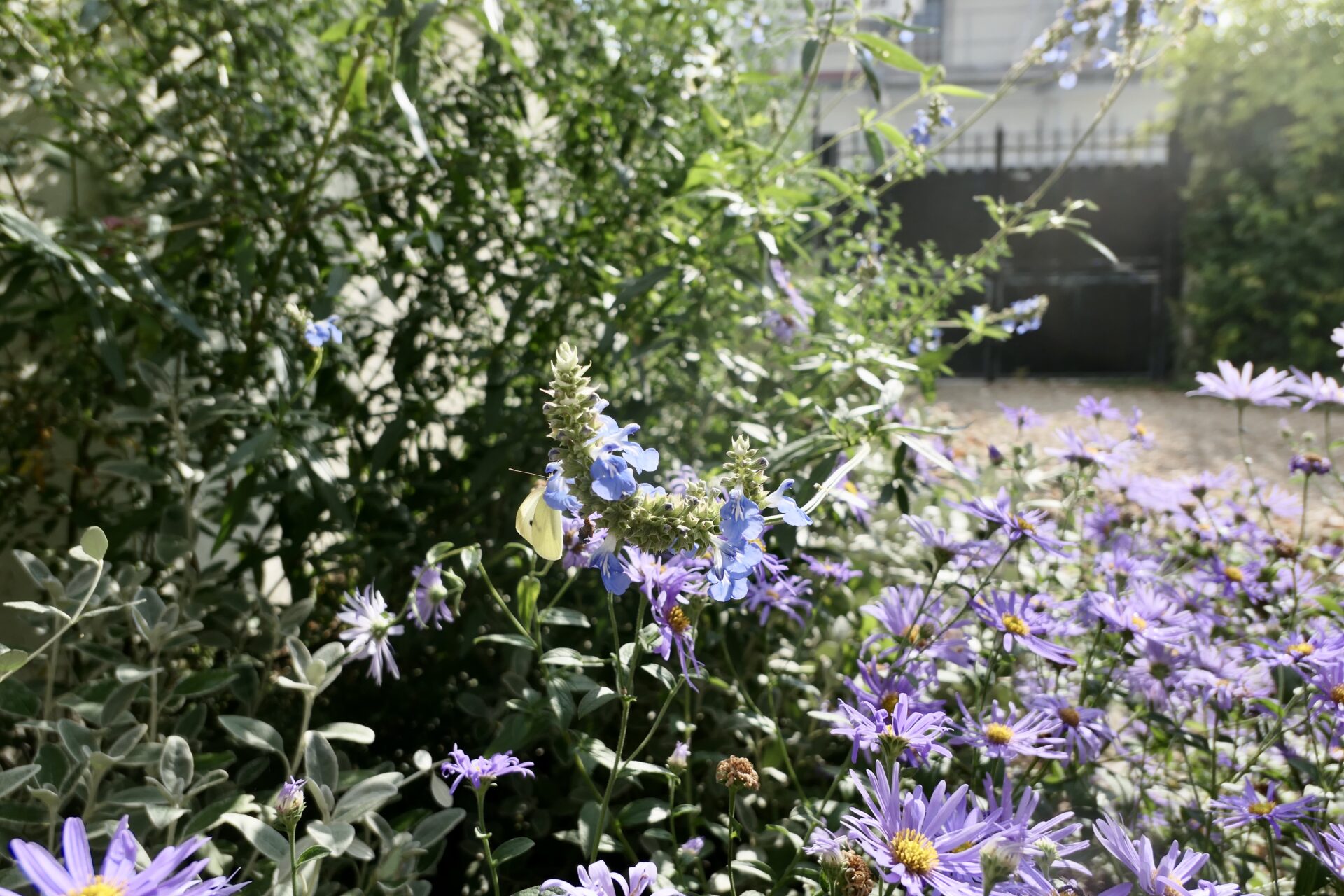 Aster frikartii, sauge uliginosa