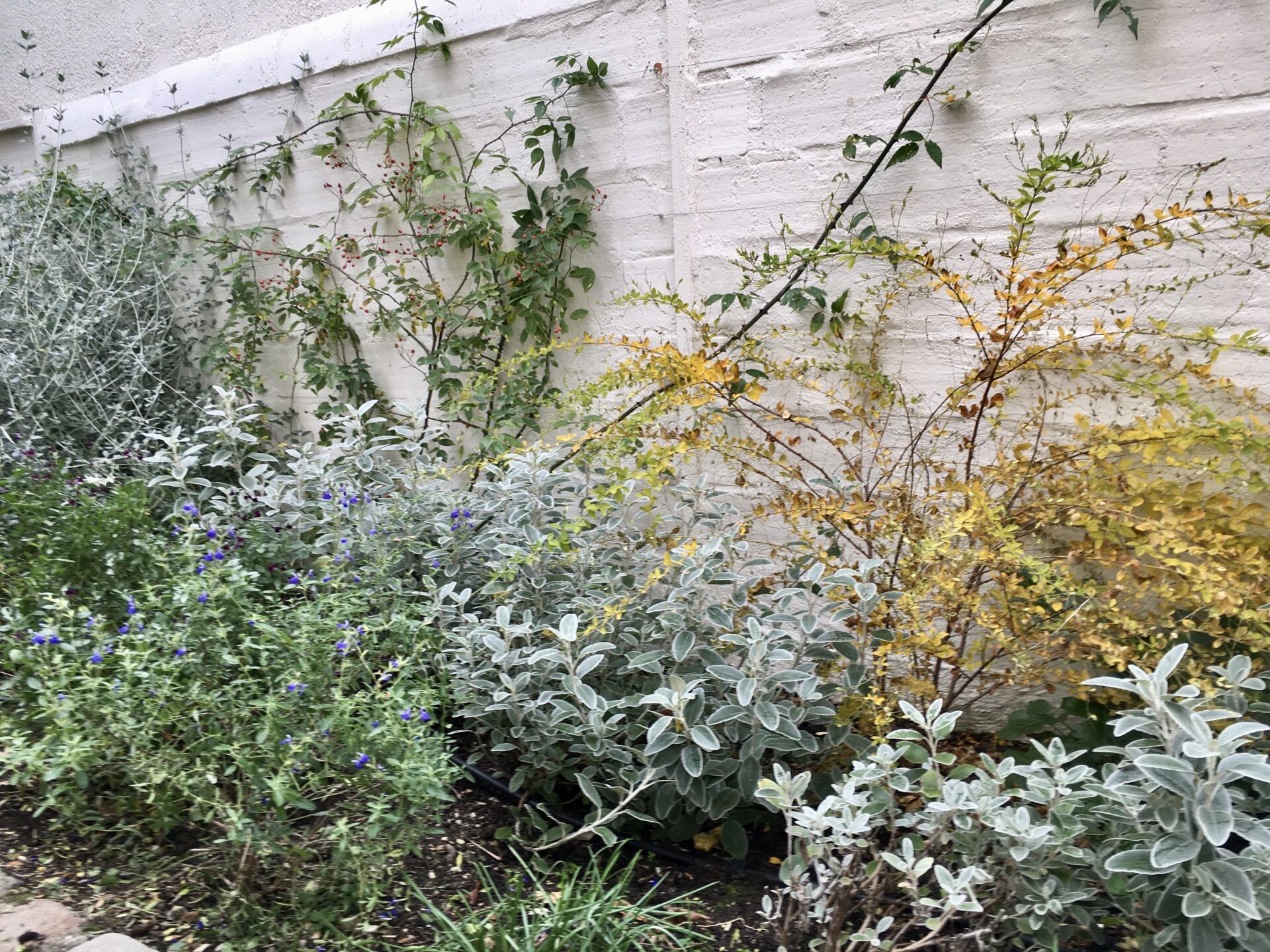 massif avec senecio, lespedezza, rosier grimpant et sauge bleue