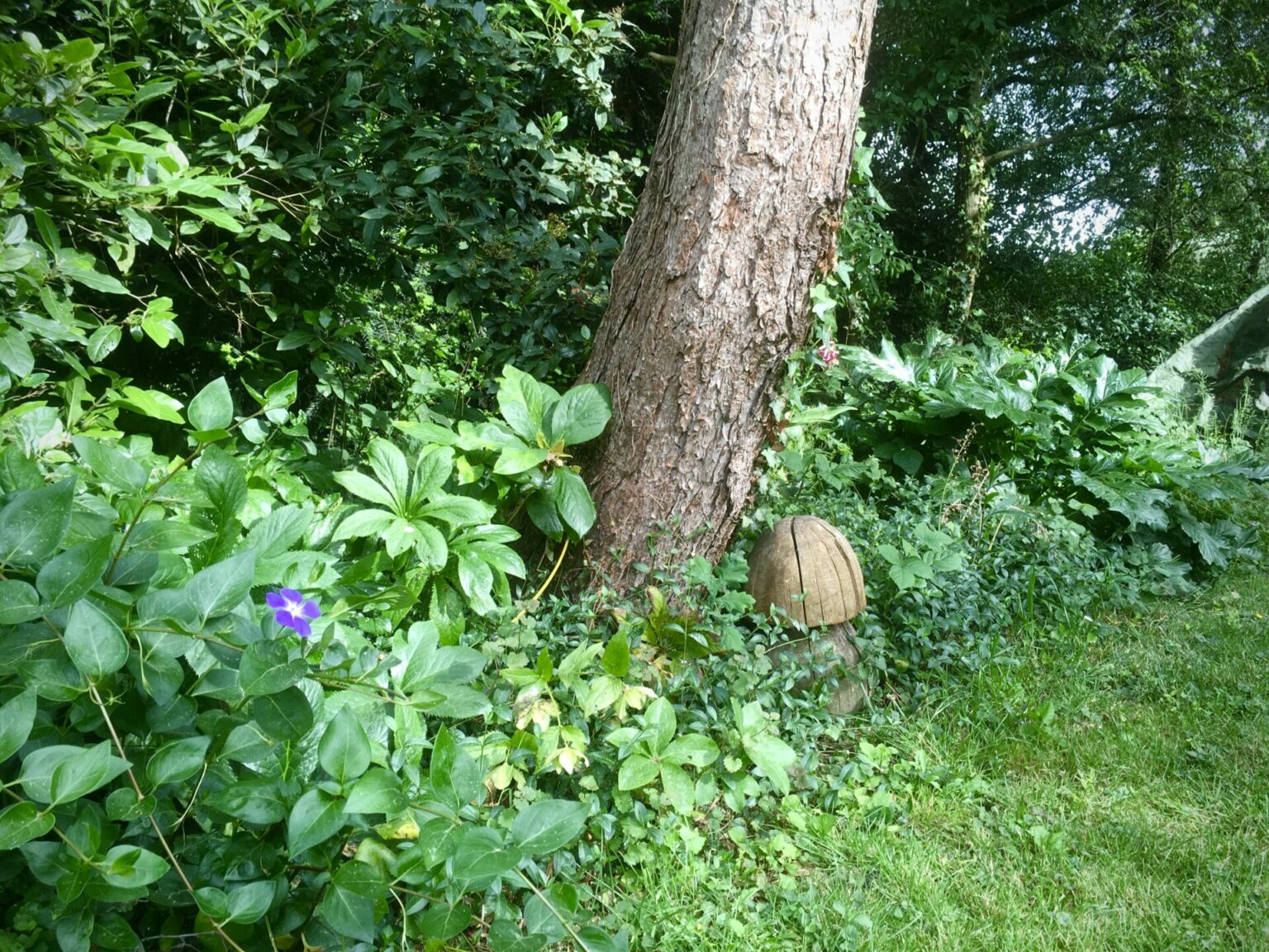 Les bords sauvages du jardin