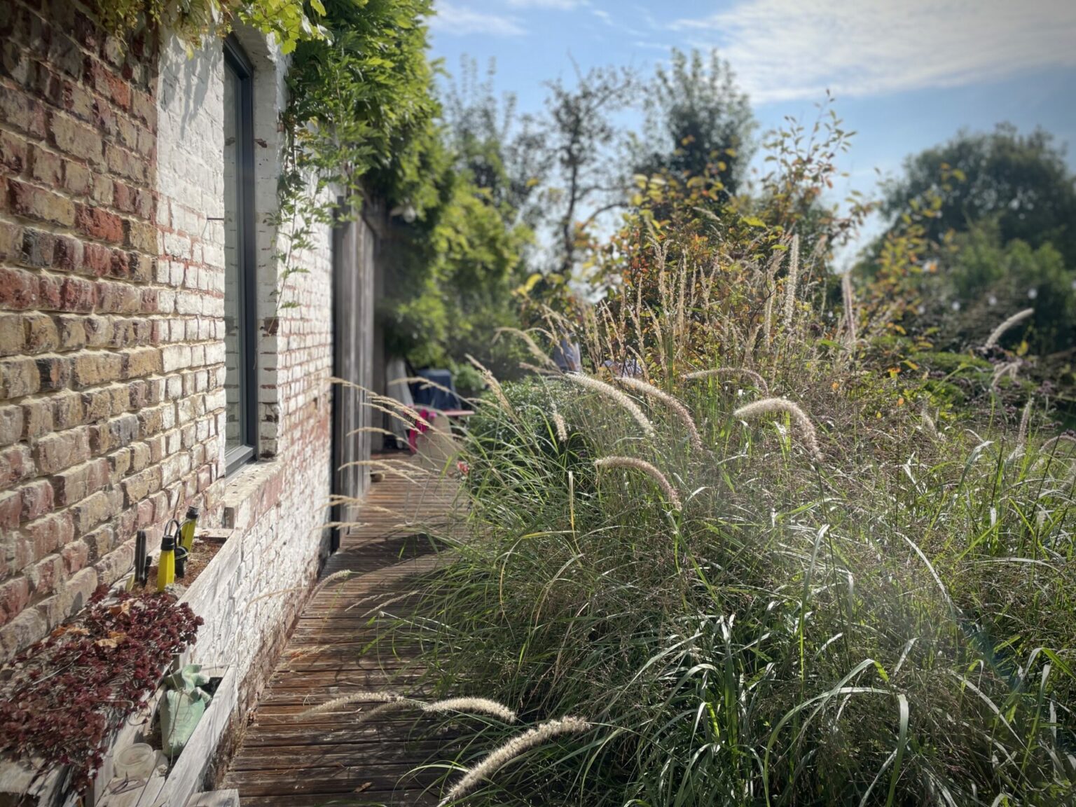 pennissetum orientales, calamagrostis Karl Foester, paysagiste jardin naturel Baie de Somme