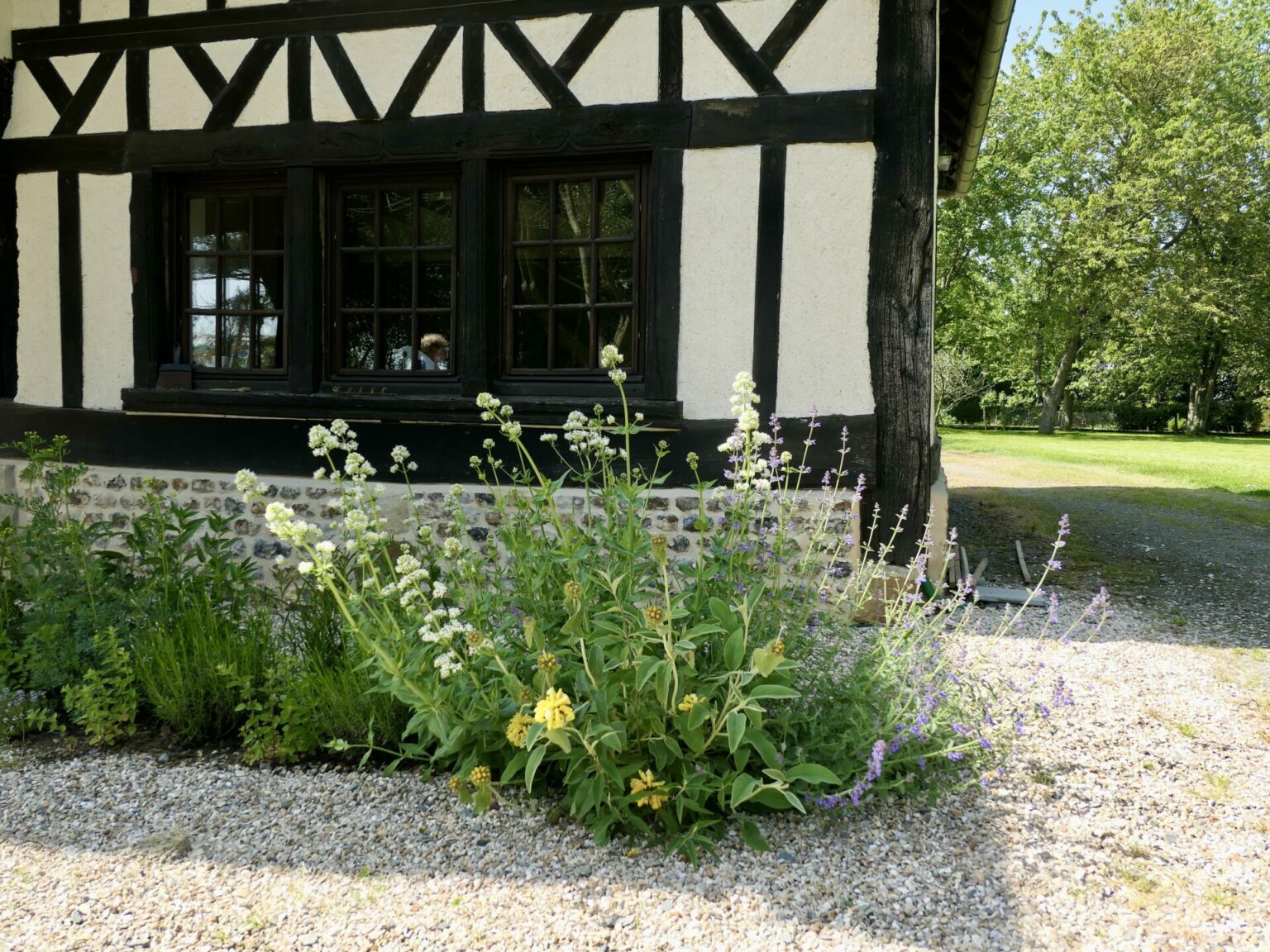 Phlomis arbustive Nepeta et Valériane