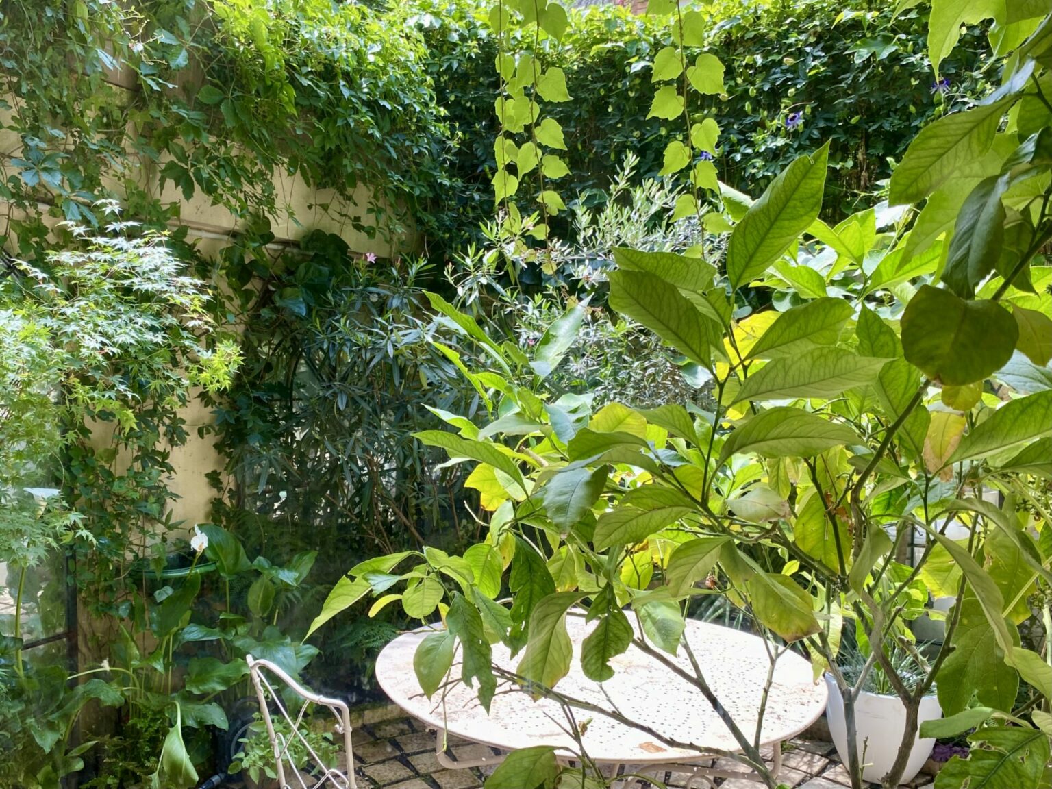 Citronnier en pot, vigne vierge sur la façade dégouline devant les fenêtres